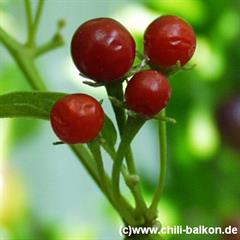 کاپسیکوم اکزمیوم